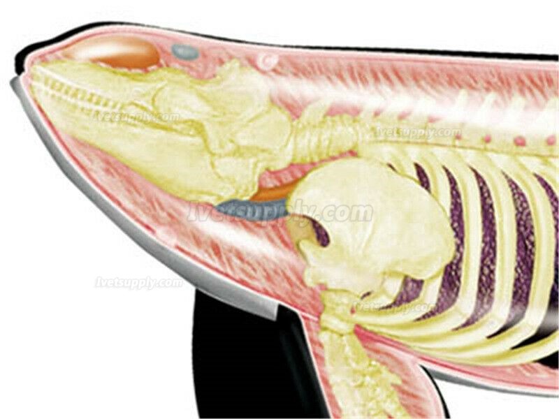 Whale Animal Anatomy Modell Teaching Model 16 Parts Assembled Toy